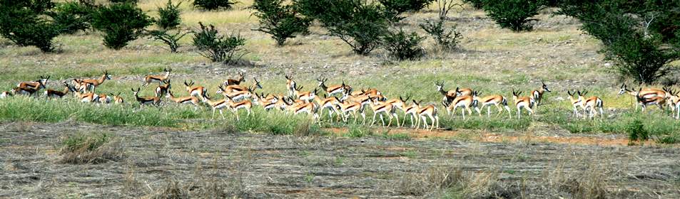 Kaokoveld - Van Zyl's Pass - Camp Syncro