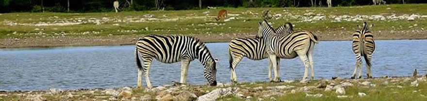 Etoscha National Park