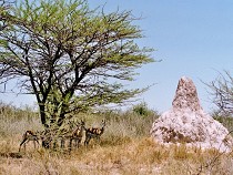 Termitenhügel