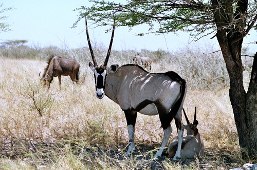 Oryx