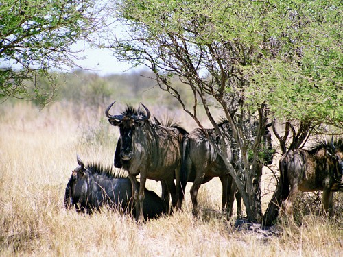 Gnus im Schatten der Bume