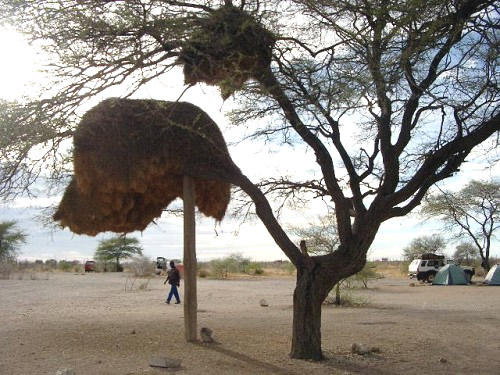 Vogelnest im Baum