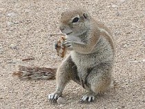 Erdhörnchen