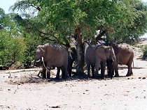 Elefanten im Aba Huab Camp