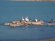 Pelikane 