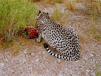 Ftterung der Geparden