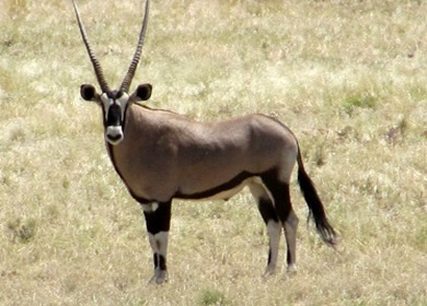 Oryx Antilope