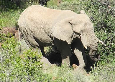 Elefant Grootbergpass