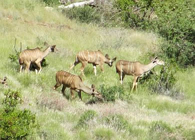 Kudus Grootbergpass