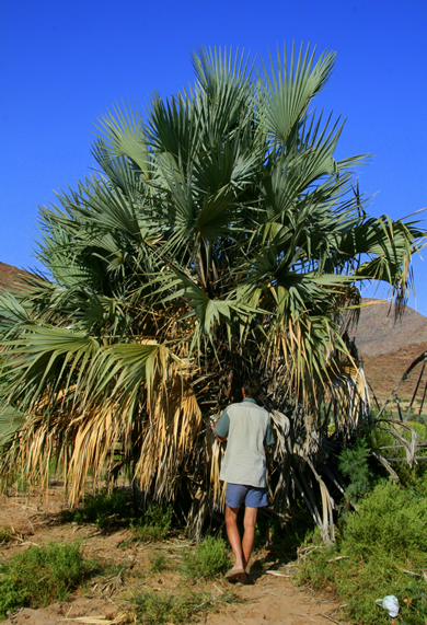 Makkalanipalme