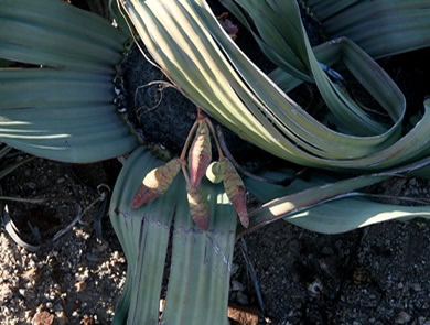 Welwitschia