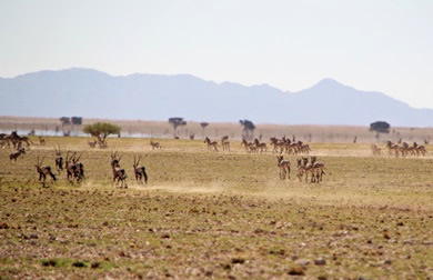 Namib Naukluft Park