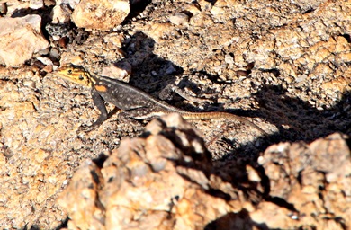 Namib Naukluft Park