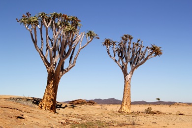 Kookerboom