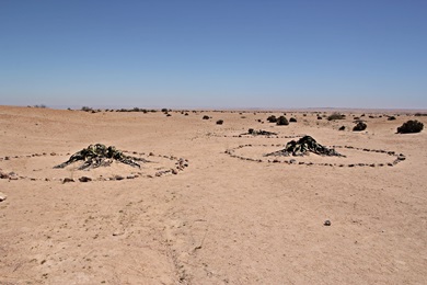 Welwitschia Drive