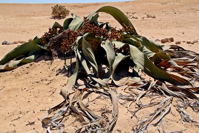 Welwitschia Mirabilis, mnnliche Pflanze