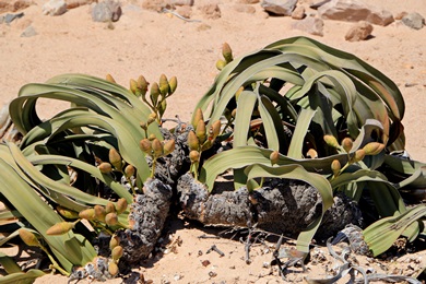 Welwtschia Mirabilis - weibliche Pflanze