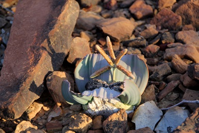 Welwitschia - mnnlich