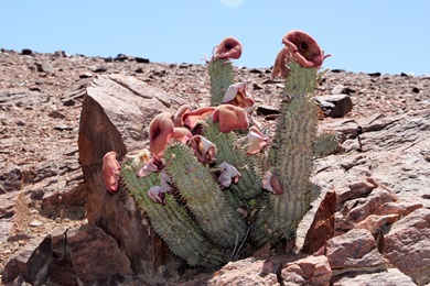 Hoodia