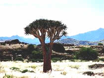 Namib Naukluft Park