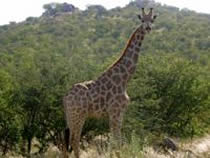 Giraffe