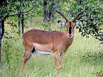 Etoscha Nationalpark