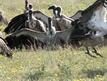 Etoscha Nationalpark