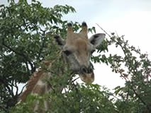 Etoscha Nationalpark