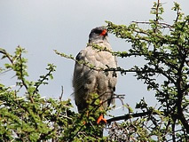 Etoscha Nationalpark