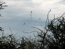 Etoscha Nationalpark