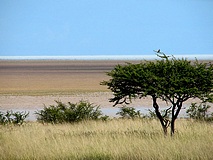 Etoscha Nationalpark