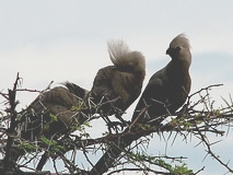 Etoscha Nationalpark