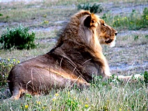 Etoscha Nationalpark