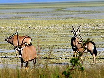 Etoscha Nationalpark