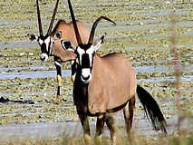 Etoscha Nationalpark