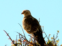 Etoscha Nationalpark