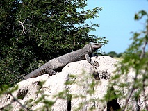 Kapvaran beim Sonnen
