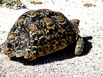 Etoscha Nationalpark