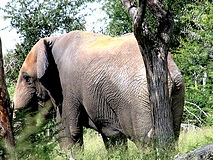 Elefant