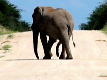 Elefant