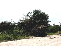 Etoscha Nationalpark