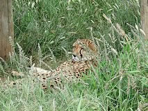 Gepard