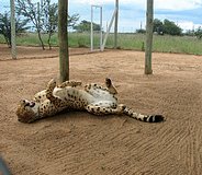 Gepard