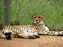Gepard