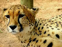 Gepard