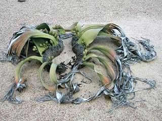 Welwitschia Mirabilis