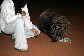 Porcupine