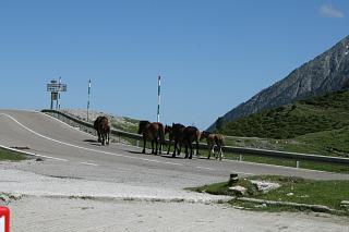 Sehr viele Pferde auf dem Port