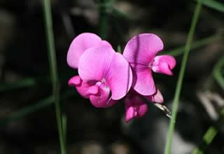 Orchideen am Wegesrand