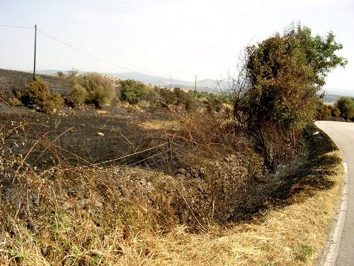 Feuer am Straßenrand